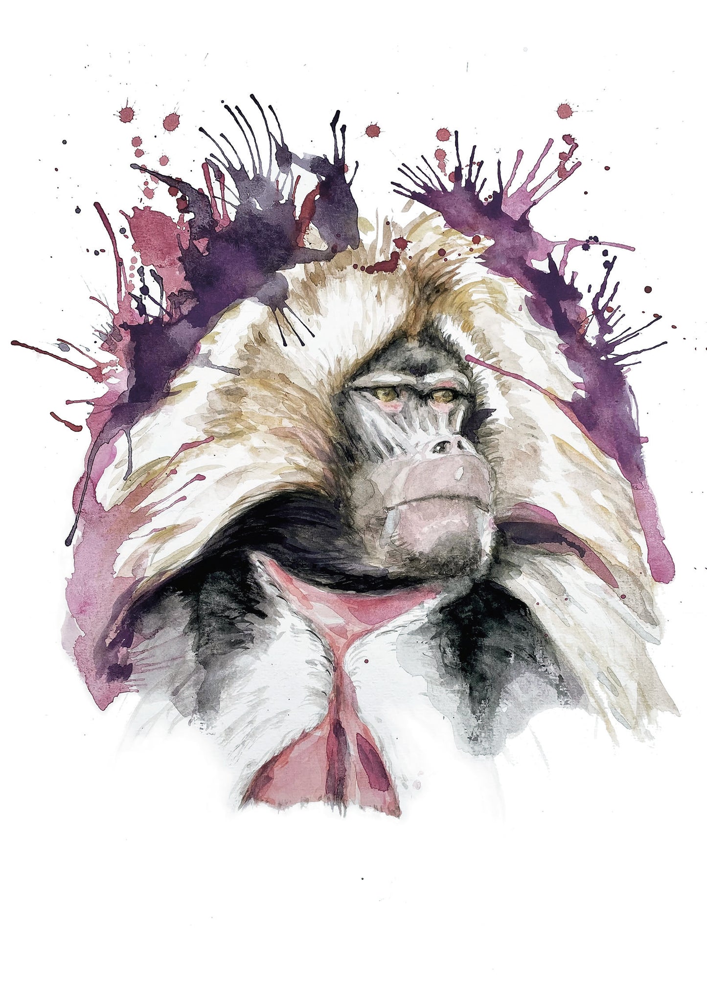 Gelada, Etiopien